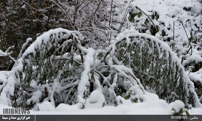 عکس:جواد مظفری سوادکوهی