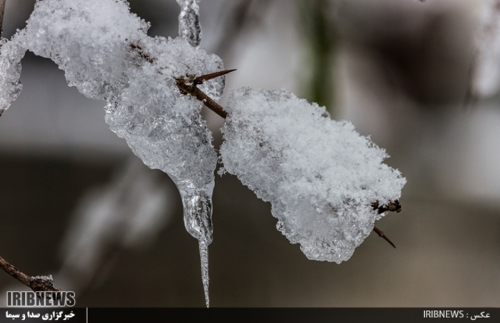 عکس:جواد مظفری سوادکوهی