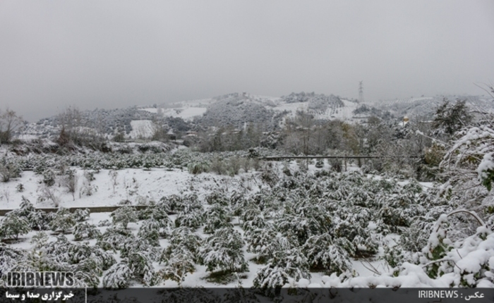 عکس:جواد مظفری سوادکوهی