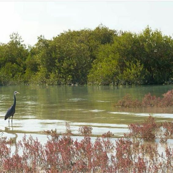 جنگل های حرا