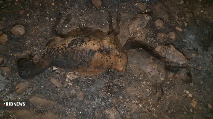 تلف شدن 100 راس دام در آتش سوزی کهگیلویه