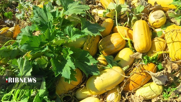 برداشت کدو در 50 هکتار از مزارع کهگیلویه 