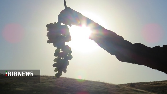 برداشت انگور از ۱۷۰ هکتار از تاکستان‌های شهرستان کهگیلویه