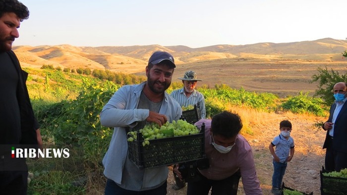 برداشت انگور از ۱۷۰ هکتار از تاکستان‌های شهرستان کهگیلویه