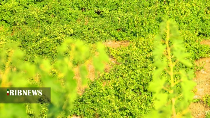 برداشت انگور از ۱۷۰ هکتار از تاکستان‌های شهرستان کهگیلویه