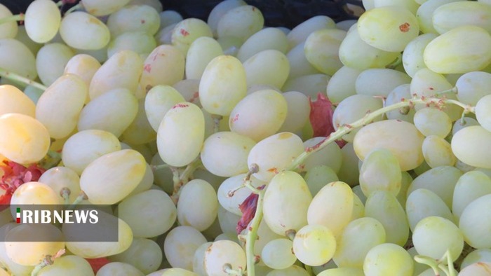 برداشت انگور از ۱۷۰ هکتار از تاکستان‌های شهرستان کهگیلویه