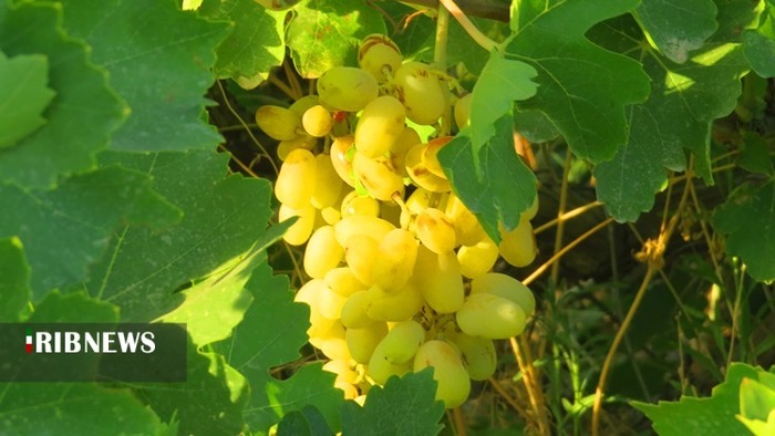 برداشت انگور از ۱۷۰ هکتار از تاکستان‌های شهرستان کهگیلویه