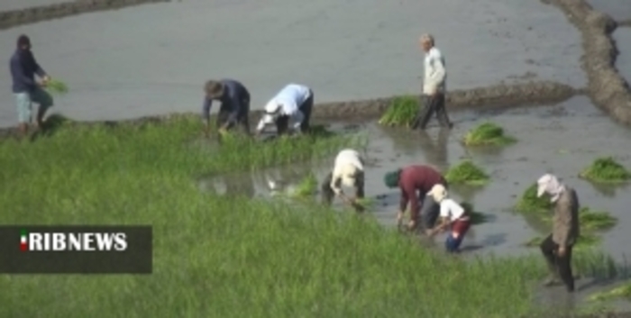 شالیزار‌های سرسبز برنج در کلات دشمن زیاری کهگیلویه