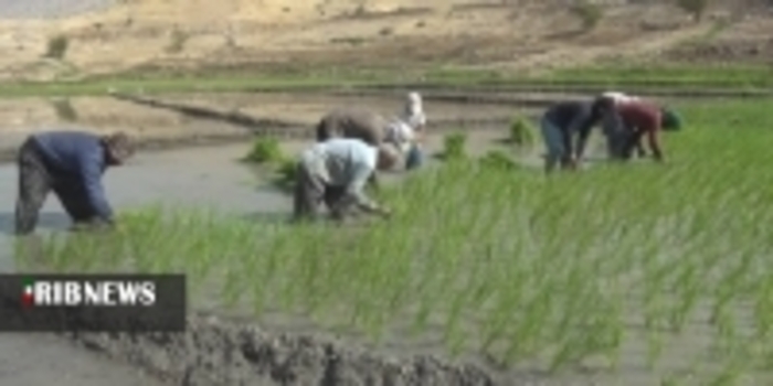 شالیزار‌های سرسبز برنج در کلات دشمن زیاری کهگیلویه