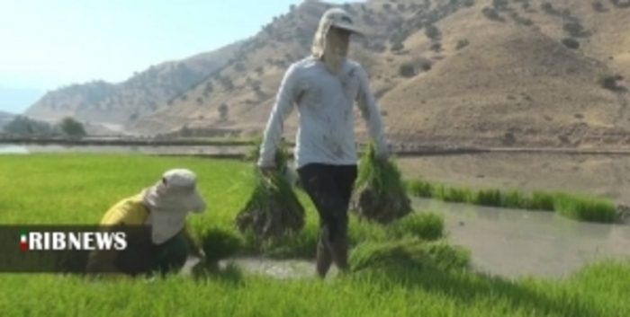 شالیزار‌های سرسبز برنج در کلات دشمن زیاری کهگیلویه