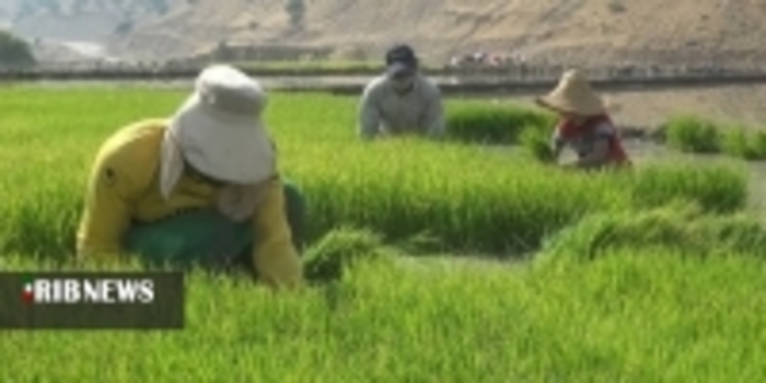 شالیزار‌های سرسبز برنج در کلات دشمن زیاری کهگیلویه