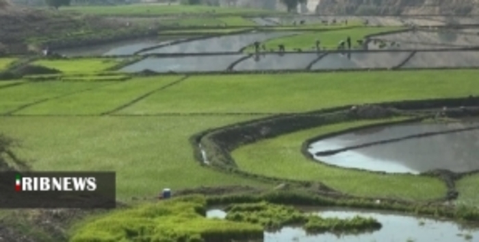 شالیزار‌های سرسبز برنج در کلات دشمن زیاری کهگیلویه