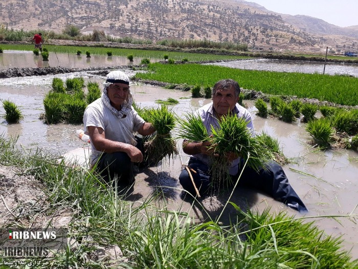 شالیزار‌های سرسبز برنج در کلات دشمن زیاری کهگیلویه