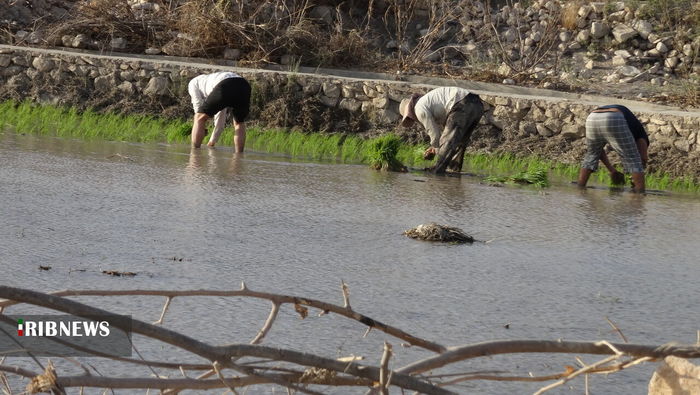شالیزار‌های سرسبز برنج در کلات دشمن زیاری کهگیلویه