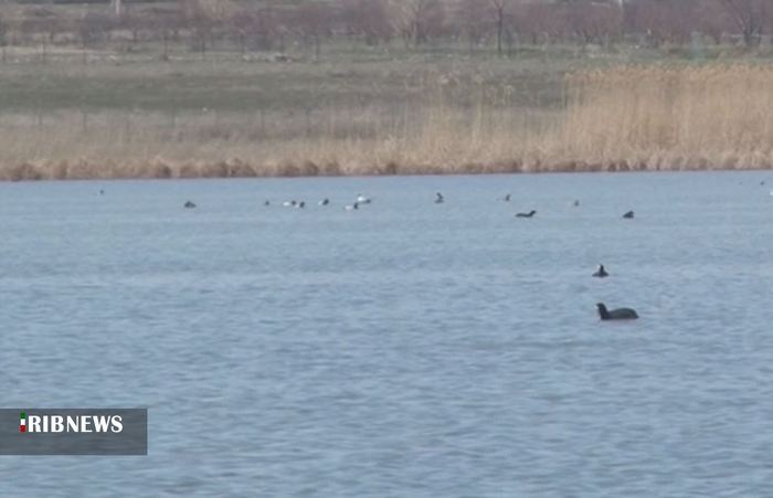 روزگاری قوری گول