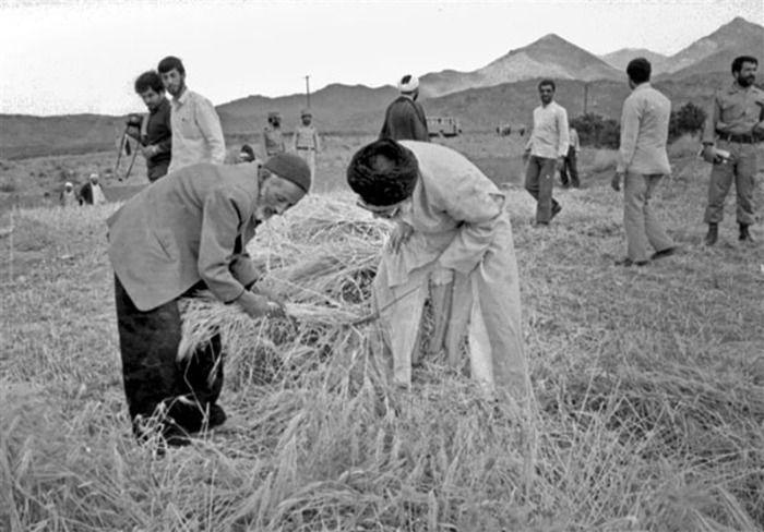 مشارکت مقام معظم رهبری در درو گندم