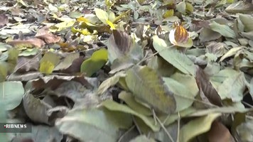 زیبایی‌های پاییز هزار رنگ در جَوینان بخش قمصر کاشان
