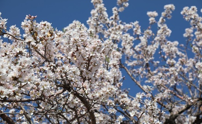 شکوفه دادن درختان