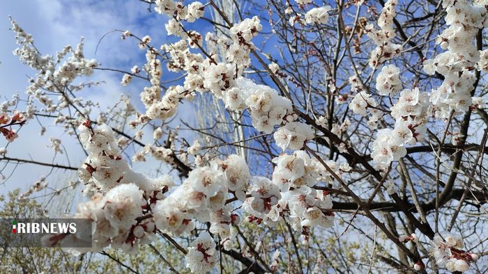 بارش برف بهاری در سپیدان - سجاد قیصری