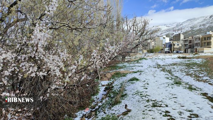 بارش برف بهاری در سپیدان - سجاد قیصری