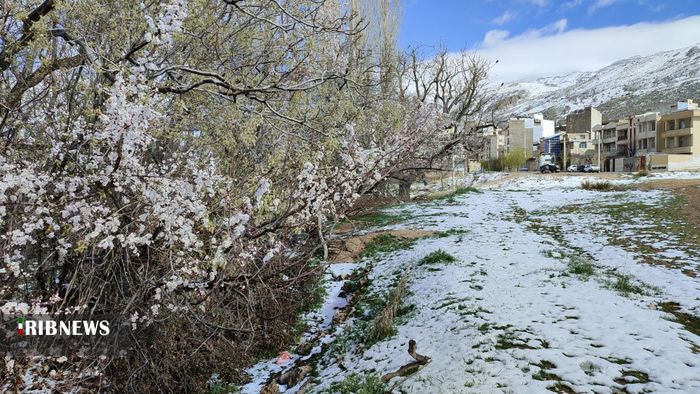 بارش برف بهاری در سپیدان - سجاد قیصری