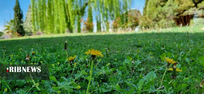 جلوه گری طبیعت بهاری در شیراز