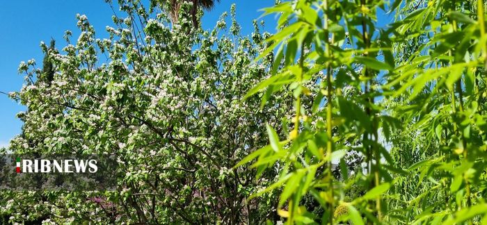 جلوه گری طبیعت بهاری در شیراز
