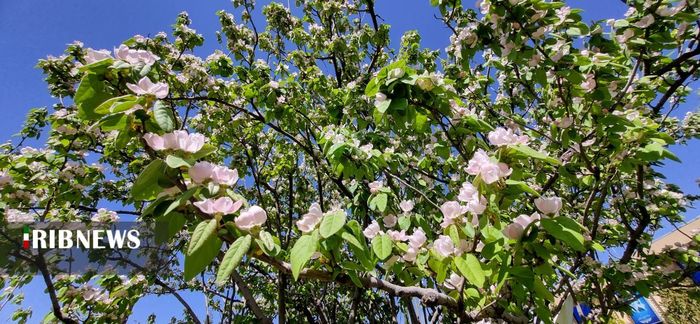 جلوه گری طبیعت بهاری در شیراز
