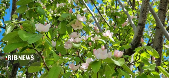 جلوه گری طبیعت بهاری در شیراز