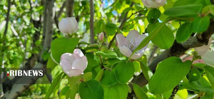جلوه گری طبیعت بهاری در شیراز