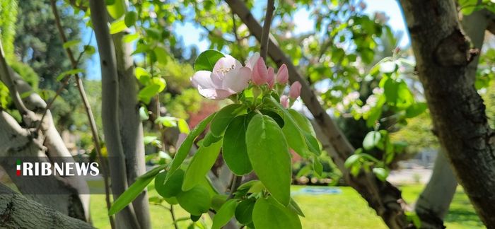 جلوه گری طبیعت بهاری در شیراز