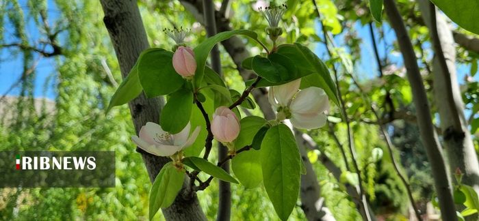 جلوه گری طبیعت بهاری در شیراز