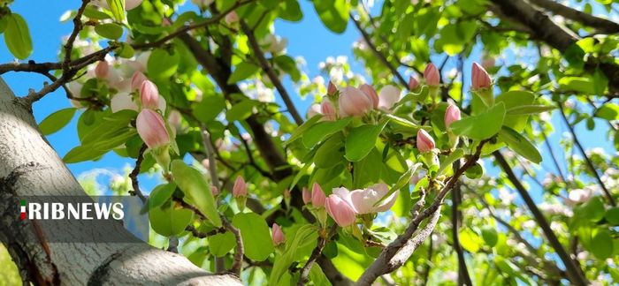 جلوه گری طبیعت بهاری در شیراز
