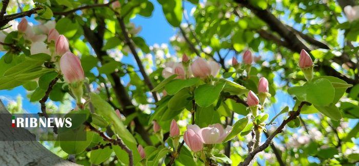 جلوه گری طبیعت بهاری در شیراز